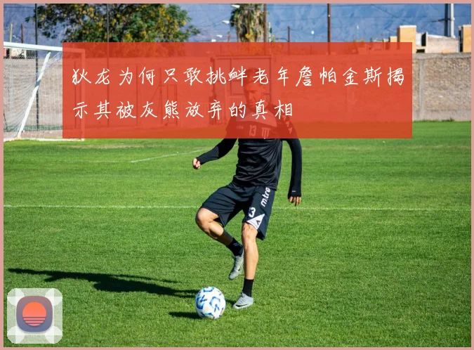 狄龙为何只敢挑衅老年詹帕金斯揭示其被灰熊放弃的真相